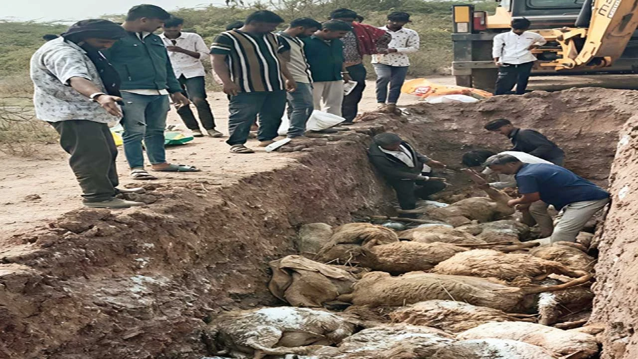 Botad: રાણપુરના જાળીલા ગામે રખડતા શ્વાનોએ ત્રાટકીને વાડામાં બાંધેલા 80 ઘેટા પર હુમલો 