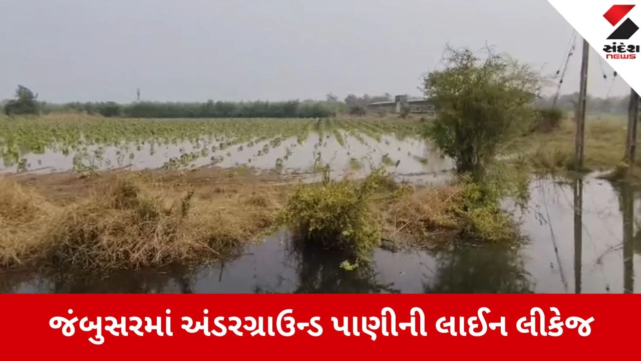 Jambusar: નગરપાલિકાની પાણીની લાઈન લીકેજ થતા ખેતરો બેટમાં ફેરવાયા, ખેડૂતોનો પાક નિષ્ફળ.