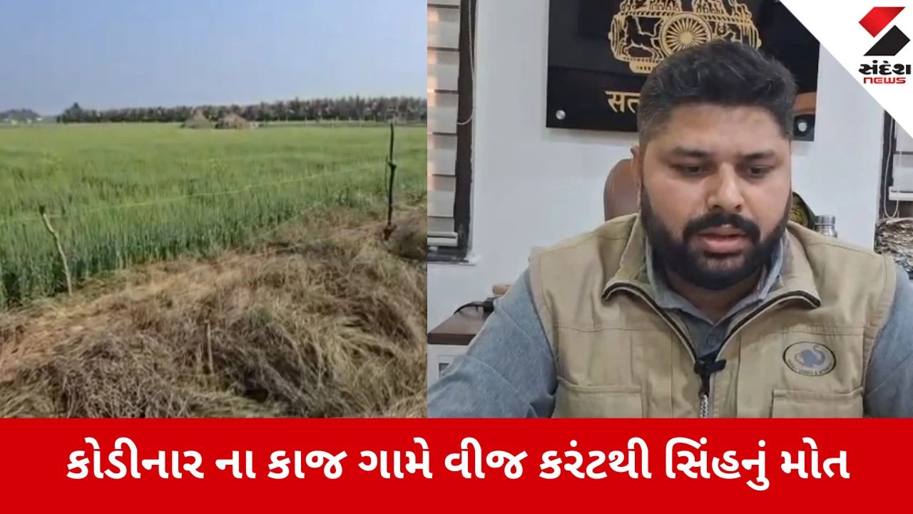 Gir Somnath: ભૂંડ ભગાડવા મૂકેલા વીજ કરંટથી સિંહનું મોત, ગીરનો રાજા માનવ લાલચનો ભોગ બન્યો