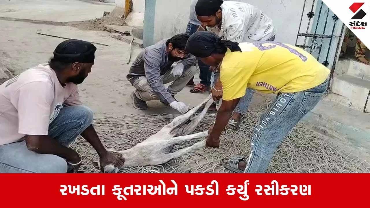 Bharuchની આમોદ નગરપાલિકા કુંભકર્ણની નિદ્રામાંથી જાગ્યું, રખડતા શ્વાનોનું રસીકરણ કર્યું શરૂ 