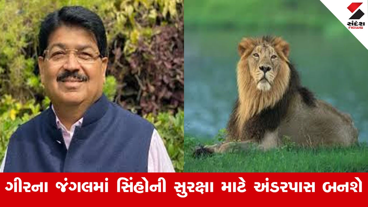 સિંહોની સુરક્ષા માટે ગીરના જંગલમાં 5 અંડરપાસ બનશે, સાંસદ પરિમલ નથવાણીને રેલવેમંત્રીનો જવાબ.