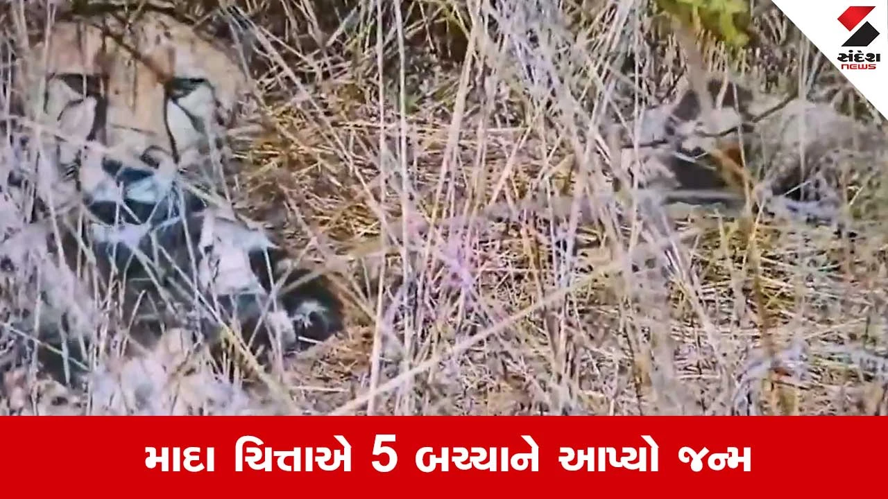 Kuno National Park : કૂનોમાં નવા મહેમાનોનું આગમન, માદા ચિત્તા આશાએ 5 બચ્ચાને આપ્યો જન્મ 