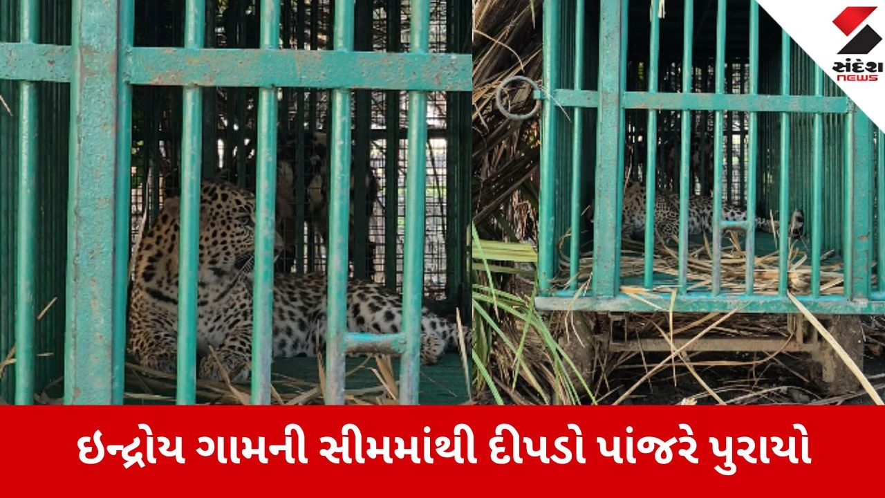 નાવદ્રા-ઇન્દ્રોયમાં આતંક મચાવતો દીપડો આખરે પાંજરે પુરાયો, ખેડૂતોને રાહત થઈ.