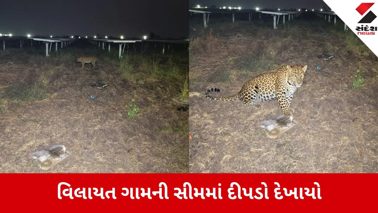 ભરુચ: વિલાયત ગામની સીમમાં દીપડાની લટાર, ખેડૂતે જીવના જોખમે ઉતારેલો VIDEO વાયરલ.