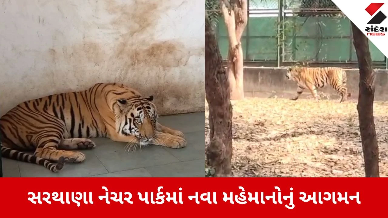 Surat: સરથાણા નેચર પાર્કમાં 'શ્રી' અને 'અભય' વાઘની જોડીનું આગમન, ઇન્દોર અને ભુવનેશ્વરથી આવ્યા નવા મહેમાનો 