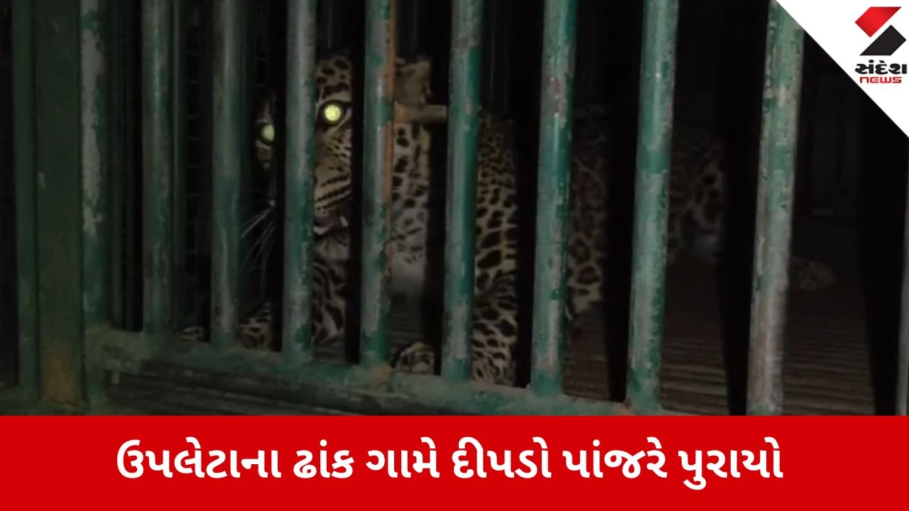 ઉપલેટાના ઢાંક ગામના રહીશોને રાહત, મેલડી માતાજીના મંદિર પાસે ખૂંખાર દીપડો પાંજરે પુરાયો.