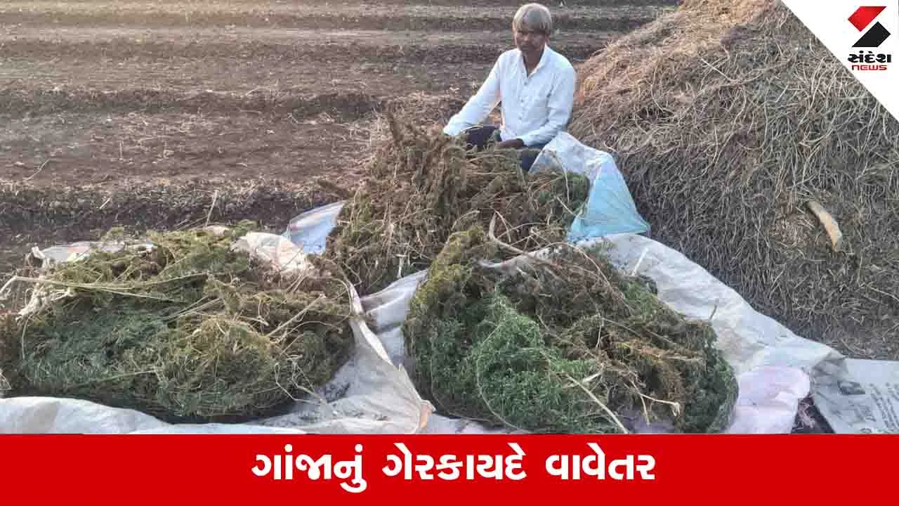 Gir Gadhda News :  જરગલી ગામે ગાંજાનું ગેરકાયદે વાવેતર ઝડપાયું, 10 લાખની કિંમતનો માદક પદાર્થ જપ્ત 