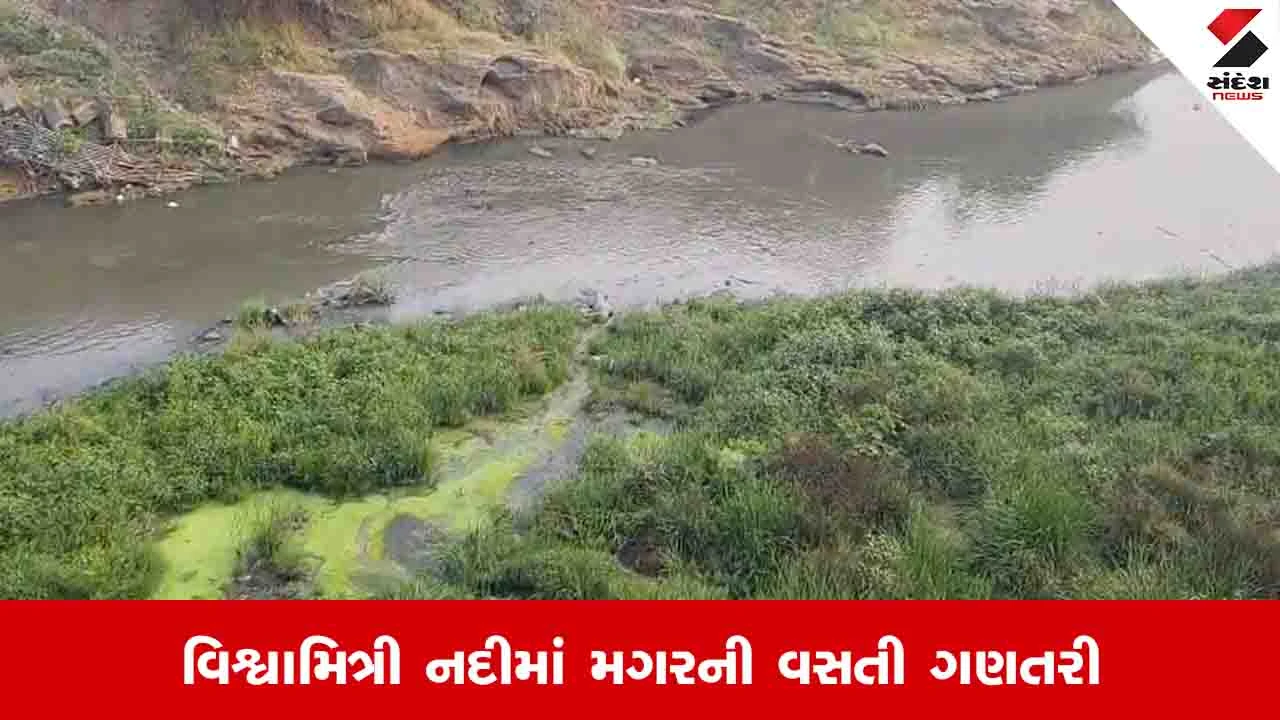 Vadodara News: વિશ્વામિત્રી નદીને પહોળી કર્યા બાદ મગરની વસતી ગણતરી કરાઈ, 423થી વધુ મગરો જોવા મળ્યા 