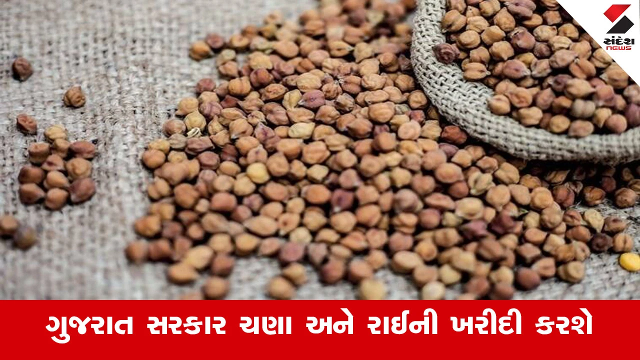 Agriculture News : ખેડૂતો પાસેથી સરકાર વર્ષ 2026-27 માટે ચણા અને રાઇની ટેકાના ભાવે ખરીદી કરશે : કૃષિ મંત્રી જીતુ વાઘાણી 