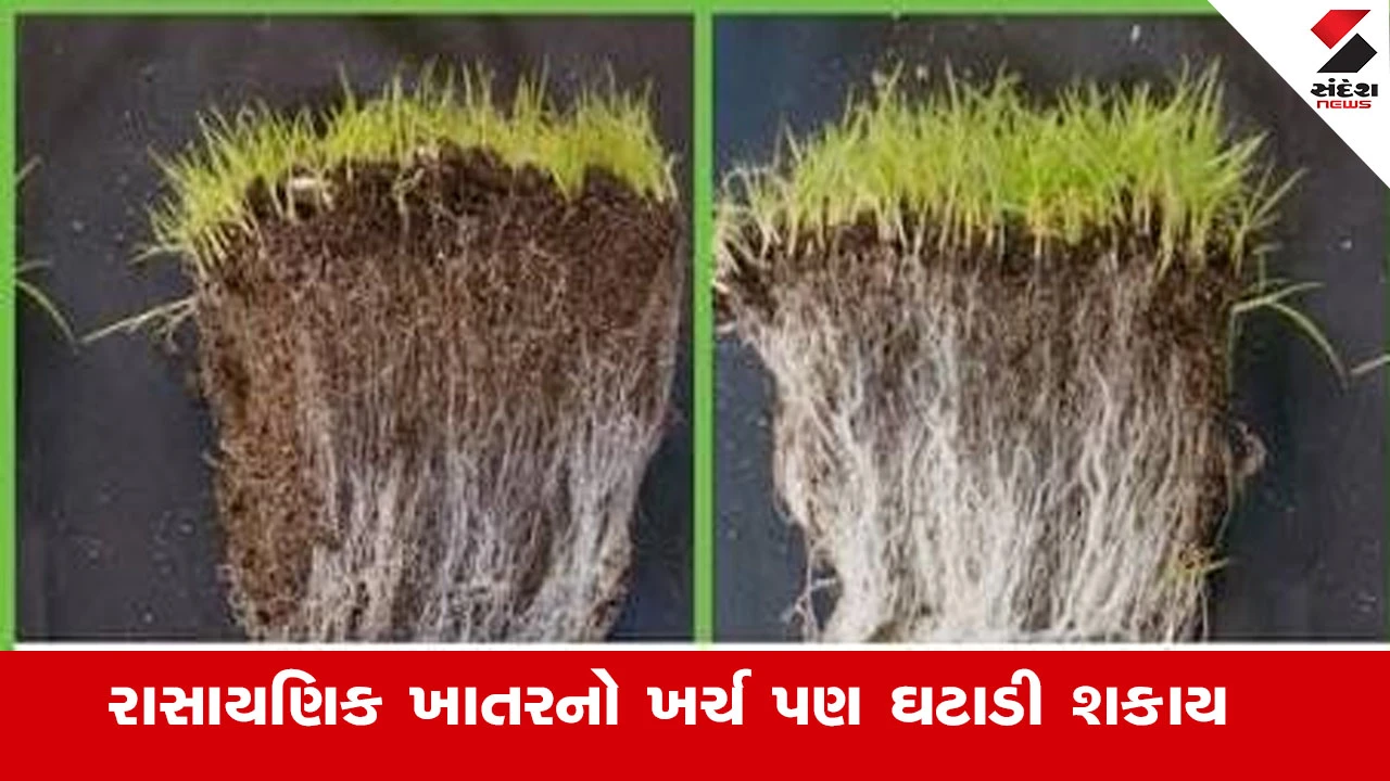 Agriculture News : ખેતીમાં 'માઇકોરાઇઝા ફુગ' અપનાવી વધારો ઉત્પાદન 