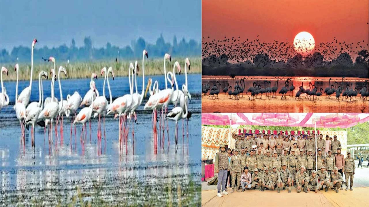 Dhandhuka: 270 પ્રજાતિના 6.42 લાખથી વધુ વિહંગોનો જમાવડો 