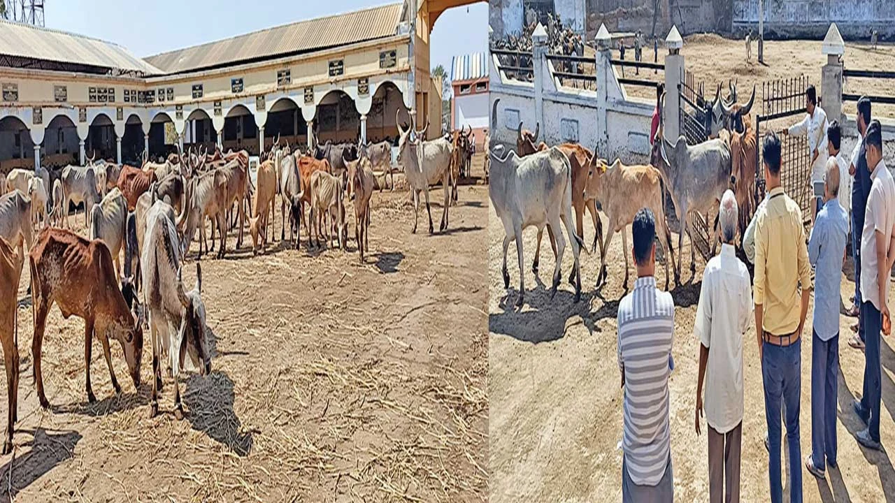 Mandal: પાંજરાપોળમાં અબોલ જીવોના નિભાવ માટે પશુઓની ગણતરી કરાઈ 