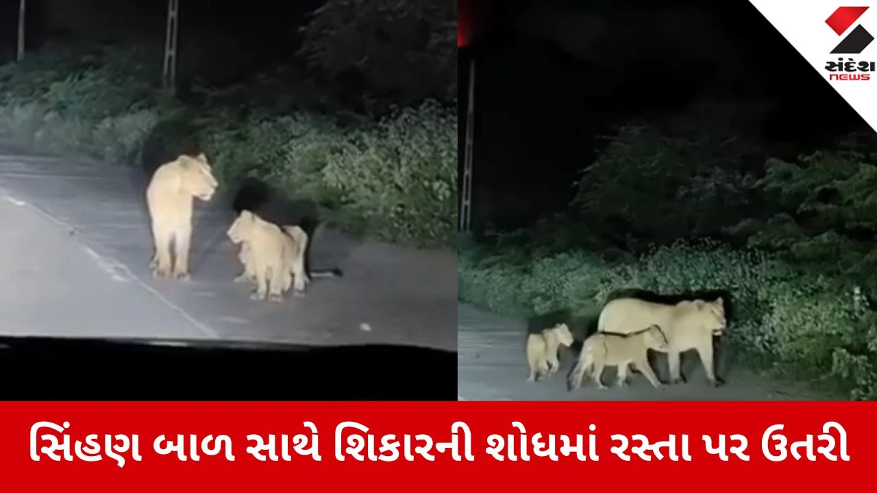 Amreli: ધારી-અમરેલી સ્ટેટ હાઈવે પર શિકારની શોધમાં નીકળેલી વનરાણી કેમેરામાં કેદ 