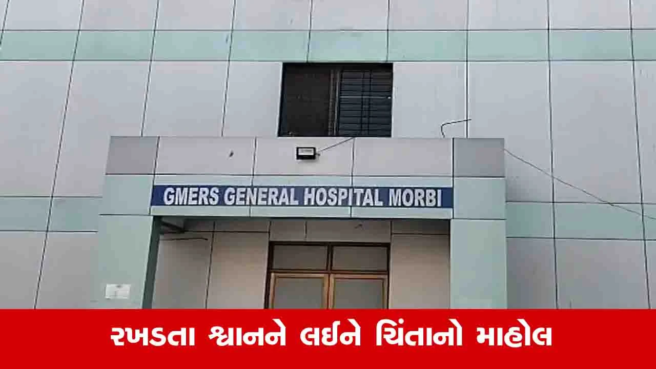 Morbi News: શહેરમાં રખડતા શ્વાનનો આતંક, આઠ લોકોને બચકાં ભરતા ભય ફેલાયો 
