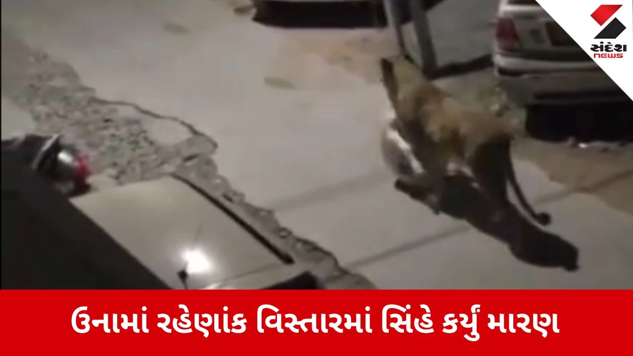 Gir Somnath News: ઉનાના રહેણાક વિસ્તારમાં સિંહે કર્યો વાછરડાનો શિકાર 