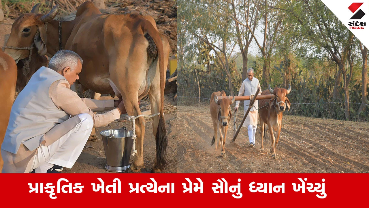 Agriculture News : ભીમગઢમાં પ્રાકૃતિક ખેતીના મોડલ ફાર્મની મુલાકાત લઈ હળ ચલાવ્યું અને ગાયનું દોહન કરી ધરતીપુત્રોને પ્રોત્સાહિત કર્યા 