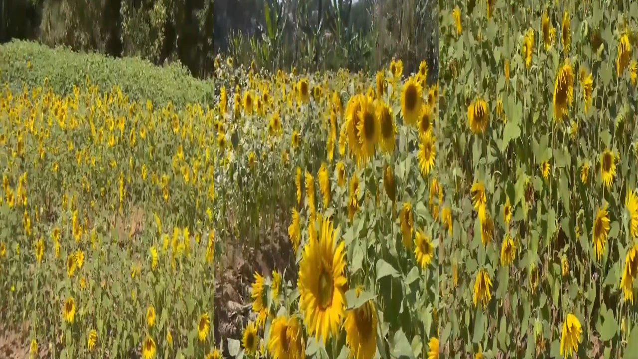 કેરળમાં સૂર્યમુખી ખેતરો: કુદરતનો અદ્ભુત કરિશ્મા!