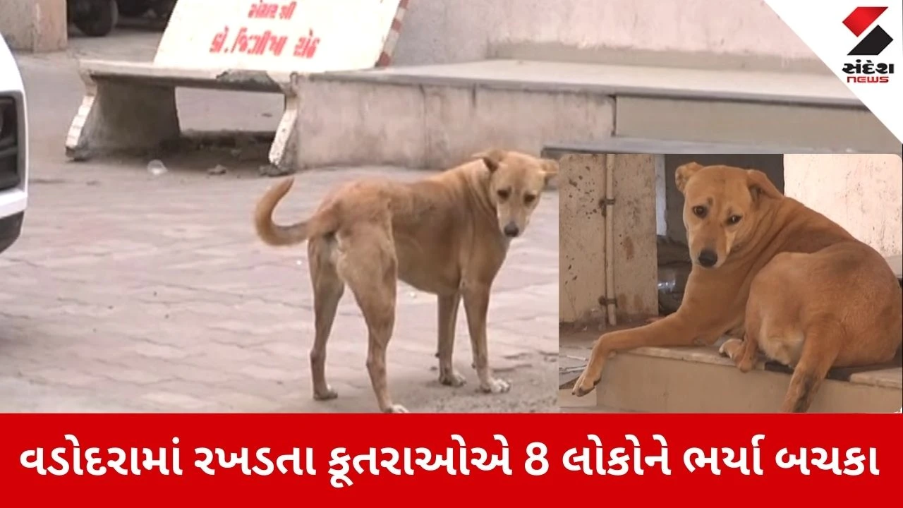 Vadodara News: રખડતા કૂતરાનો આતંક યથાવત, હરણીમાં 8 લોકોને ભર્યા બચકા 