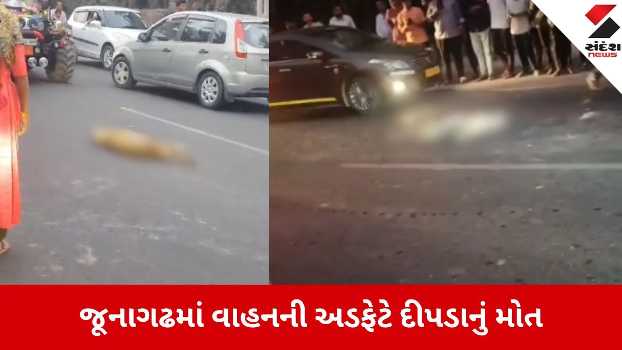 Junagadh: ચોરવાડના કુકસવાડા રોડ પર અજાણ્યા વાહનની ટક્કરે દીપડાનું મોત, વન વિભાગ ઘટનાસ્થળે