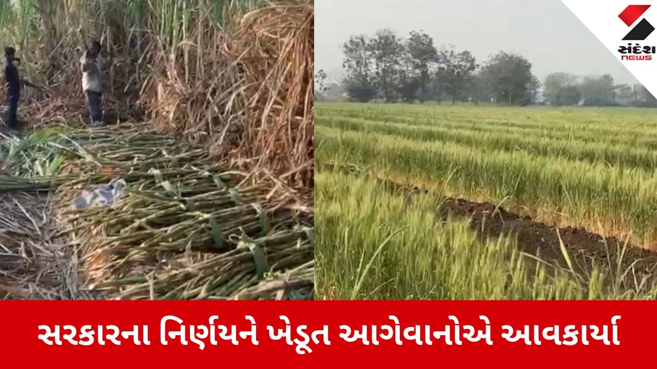 સુરત: કેન્દ્ર સરકાર દ્વારા 25 લાખ ટન ઘઉં અને 5 લાખ ટન ખાંડની નિકાસને મંજૂરી.