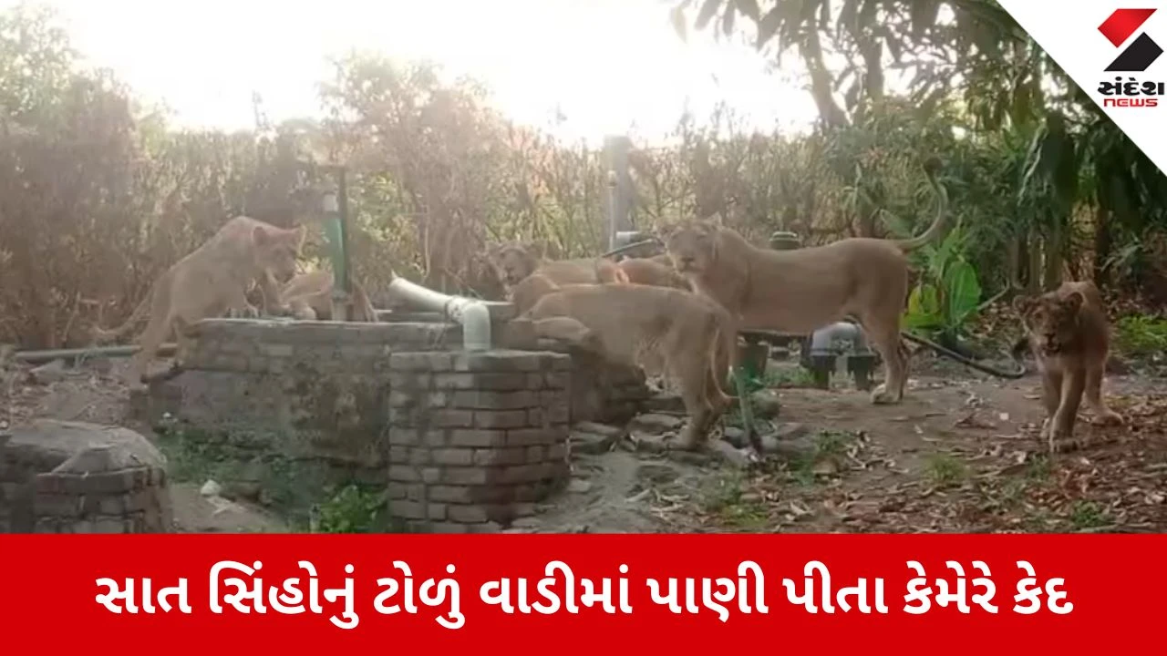 Amreli: વાડીના અવેડા પર સાત-સાત સાવજોએ તરસ છીપાવી, દ્રશ્યો ખેડૂતે પોતાના મોબાઈલ કેમેરામાં કેદ કર્યા 