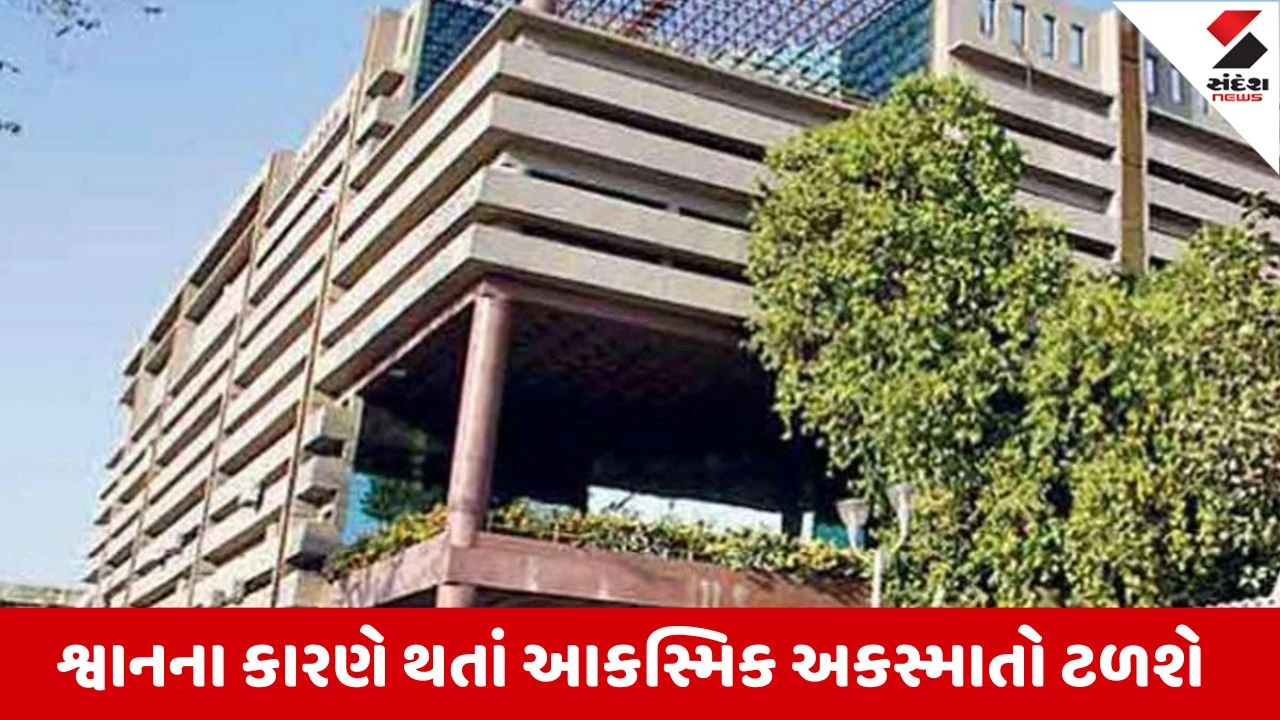 Ahmedabad માં શ્વાન માટે 126 ફીડિંગ સ્પોટ જાહેર, ગંદકી અને અકસ્માત નિવારવા યોજનાની શરૂઆત