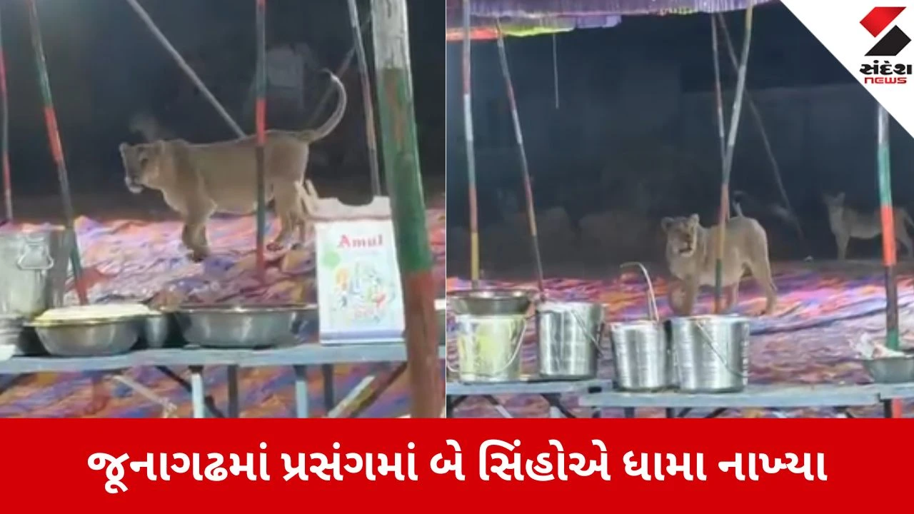 જુનાગઢમાં પાર્ટી પ્લોટમાં સિંહોની એન્ટ્રી, ભોજન સમારંભમાં વનરાજોના આંટાફેરાથી લોકોના જીવ અધ્ધર.