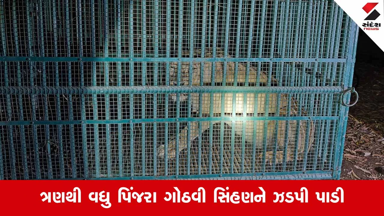 Amreli News: આખરે હિંસક સિંહણ પાંજરે પુરાઈ, મહિલાનો ભોગ લેનાર સિંહણને પકડવા વન વિભાગનું સફળ ઓપરેશન 