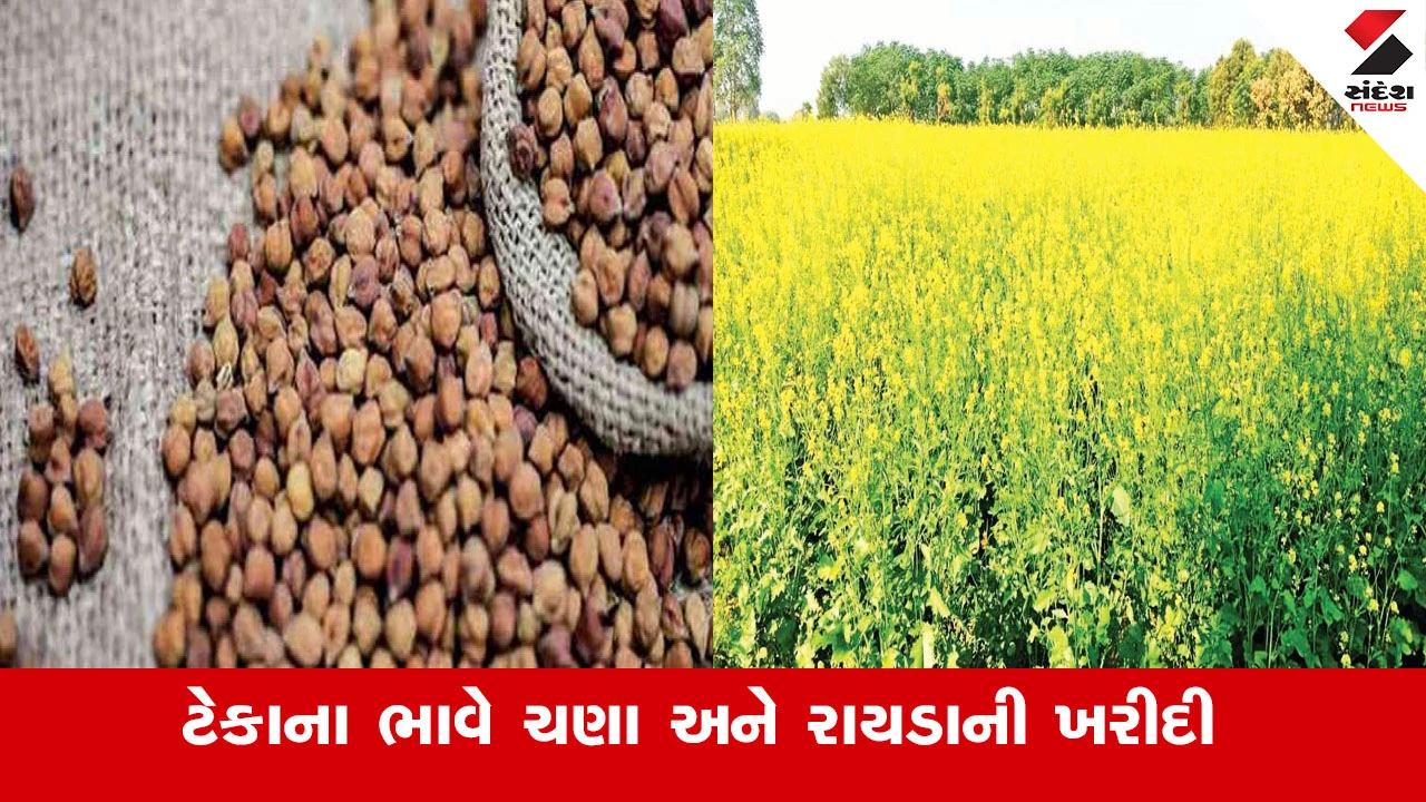 રવિ સિઝન 2025-26: ટેકાના ભાવે ચણા, રાયડાની ખરીદી, ‘ઇ-સમૃદ્ધિ’ પોર્ટલ પર અરજી શરૂ.