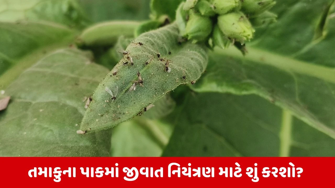 Agriculture News : વાદળછાયા વાતાવરણથી તમાકુમાં મોલોમસીનો ઉપદ્રવ અટકાવવા કરો આ કામ 