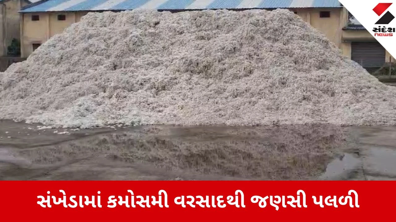 Chhota Udepur: કમોસમી વરસાદથી લાખોની જણસ પલળી, ખેડૂતો માવઠાને કારણે મુશ્કેલીમાં મુકાયા