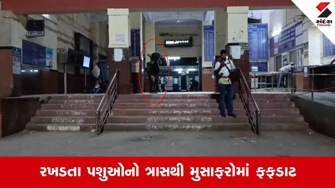 Viramgam રેલવે સ્ટેશન બન્યું પશુઓનું ધામ: પ્લેટફોર્મ અને ટિકિટ બારી પાસે આખલાઓનો અડ્ડો 