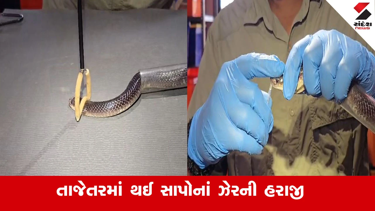 Valsad News : વલસાડના ધરમપુરમાં તાજેતરમાં થઈ સાપોનાં ઝેરની હરાજી, જેમાં ઝેરની ઉચ્ચ ગુણવત્તાને કારણે અપેક્ષા કરતાં વધુ કિંમત મળી 