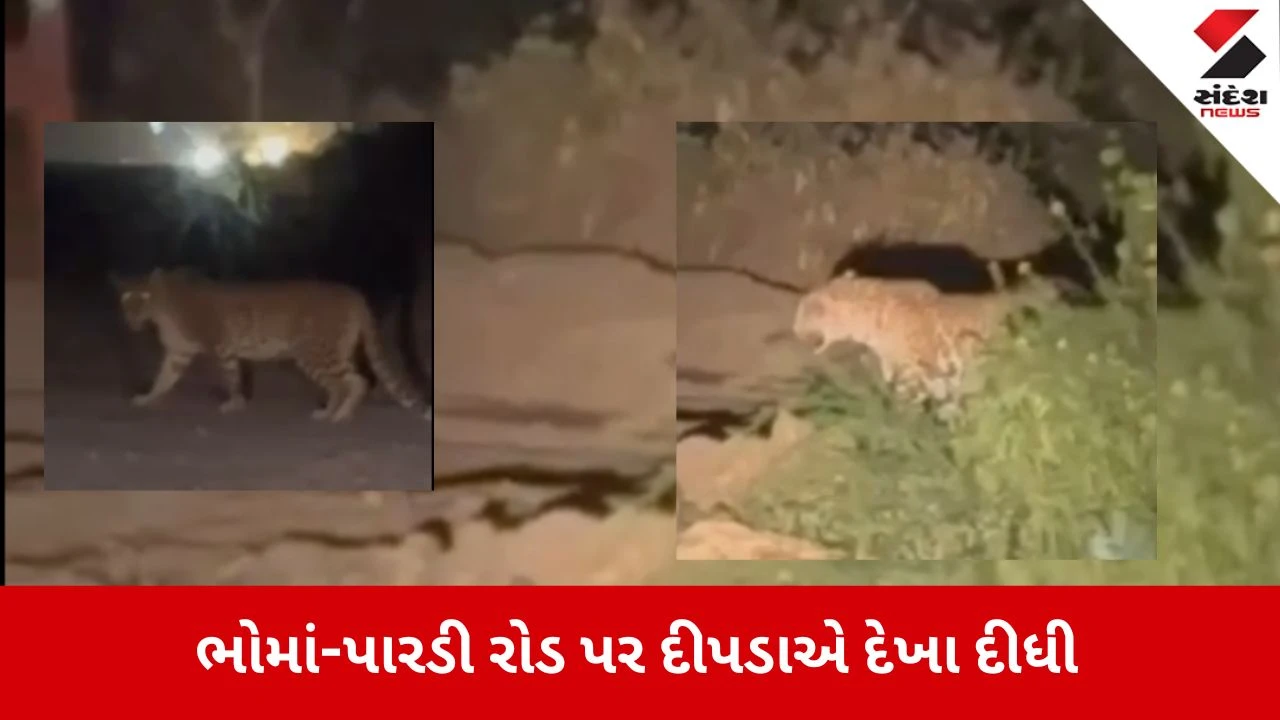 Valsad News: ભોમાં-પારડી રોડ પર દીપડાની લટાર, લોકોમાં ફફડાટ 