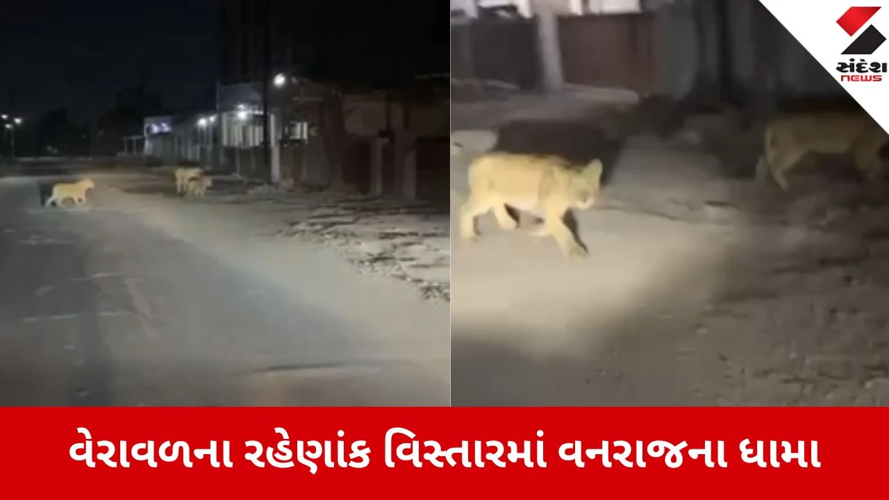 ખોરાકની શોધમાં સાવજો શહેર નજીક, સાઈબાબા મંદિર પાસે બે સિંહણ અને બે બચ્ચાંની લટાર.