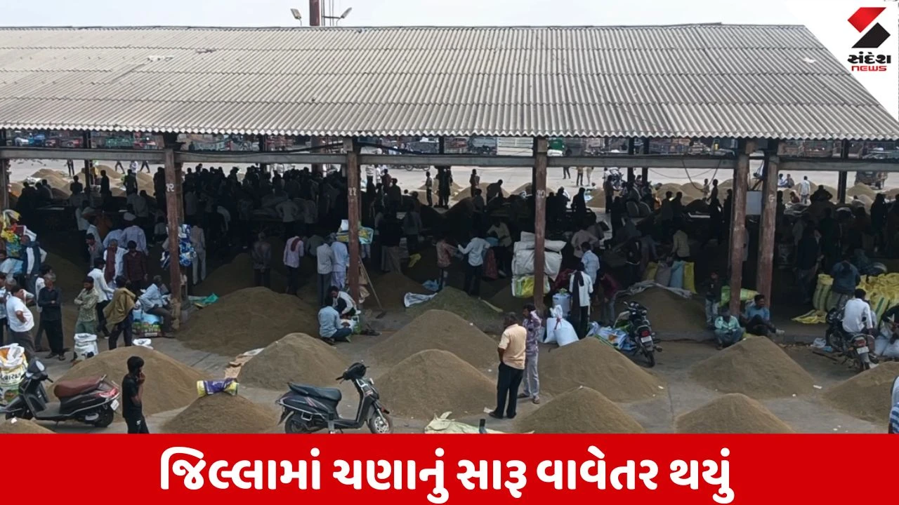 Botad : APMC ખાતે ચણાની આવક શરૂ , છૂટક બજારમાં 1000 થી 1060 સુધીના ભાવ મળતા ખેડૂતોમાં સંતોષ 