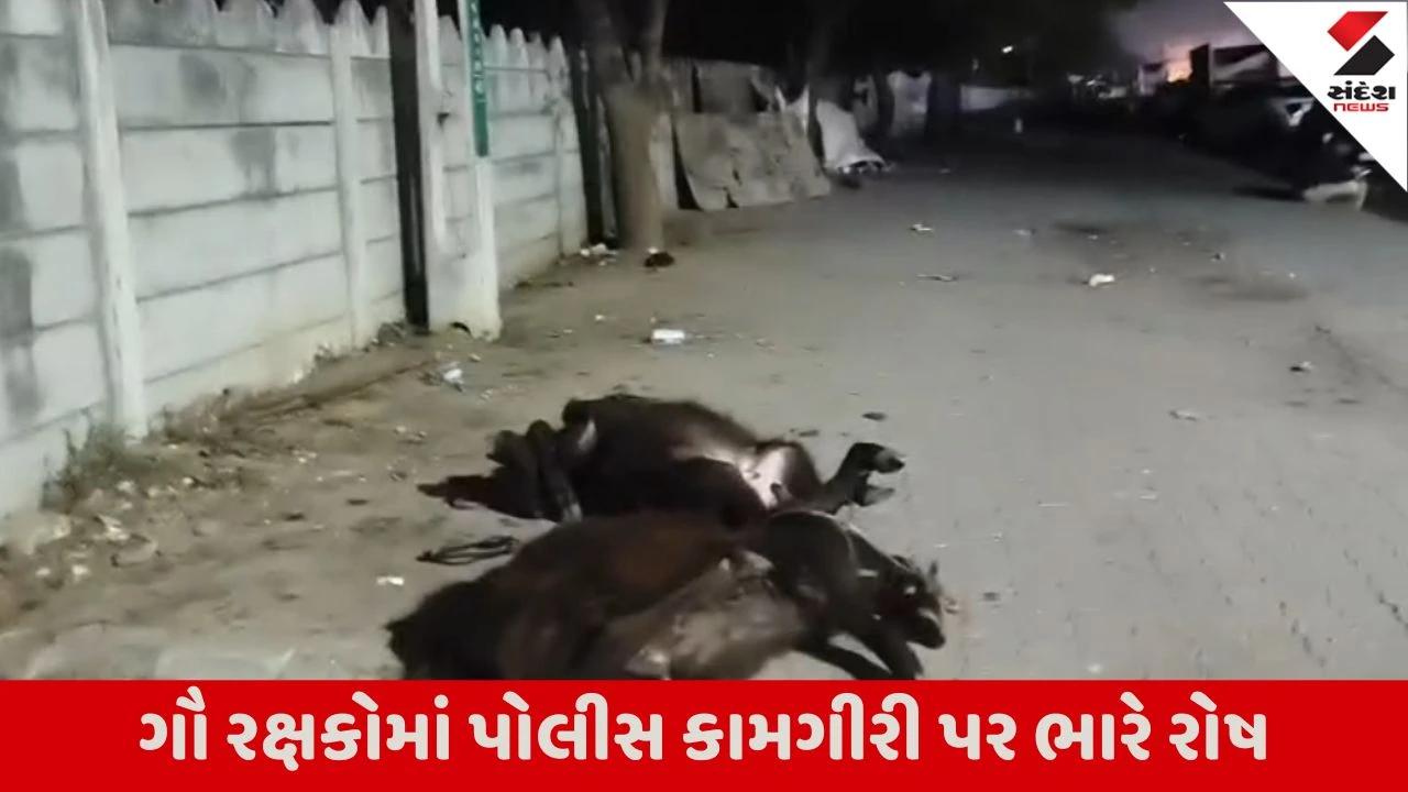ગાંધીનગરના અડાલજમાં ગૌ તસ્કરી; ગૌ સેવકોએ 10થી વધુ પશુ બચાવ્યા, પોલીસ પેટ્રોલિંગ સામે સવાલો ઉઠાવ્યા.
