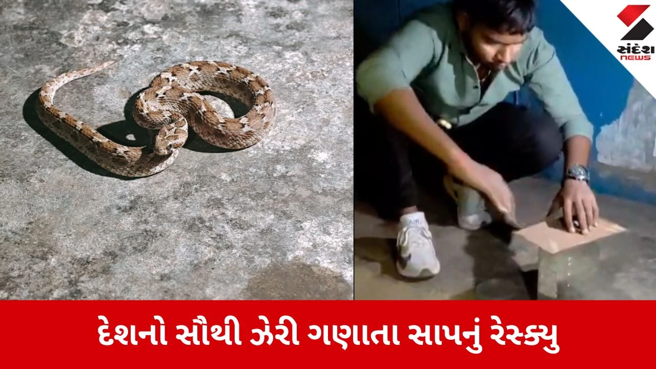 વડોદરાના તરસાલીમાં દેશના સૌથી ઝેરી સાપોમાંનો એક 'સો-સ્કેલ્ડ વાઈપર' સાપનું રેસ્ક્યુ