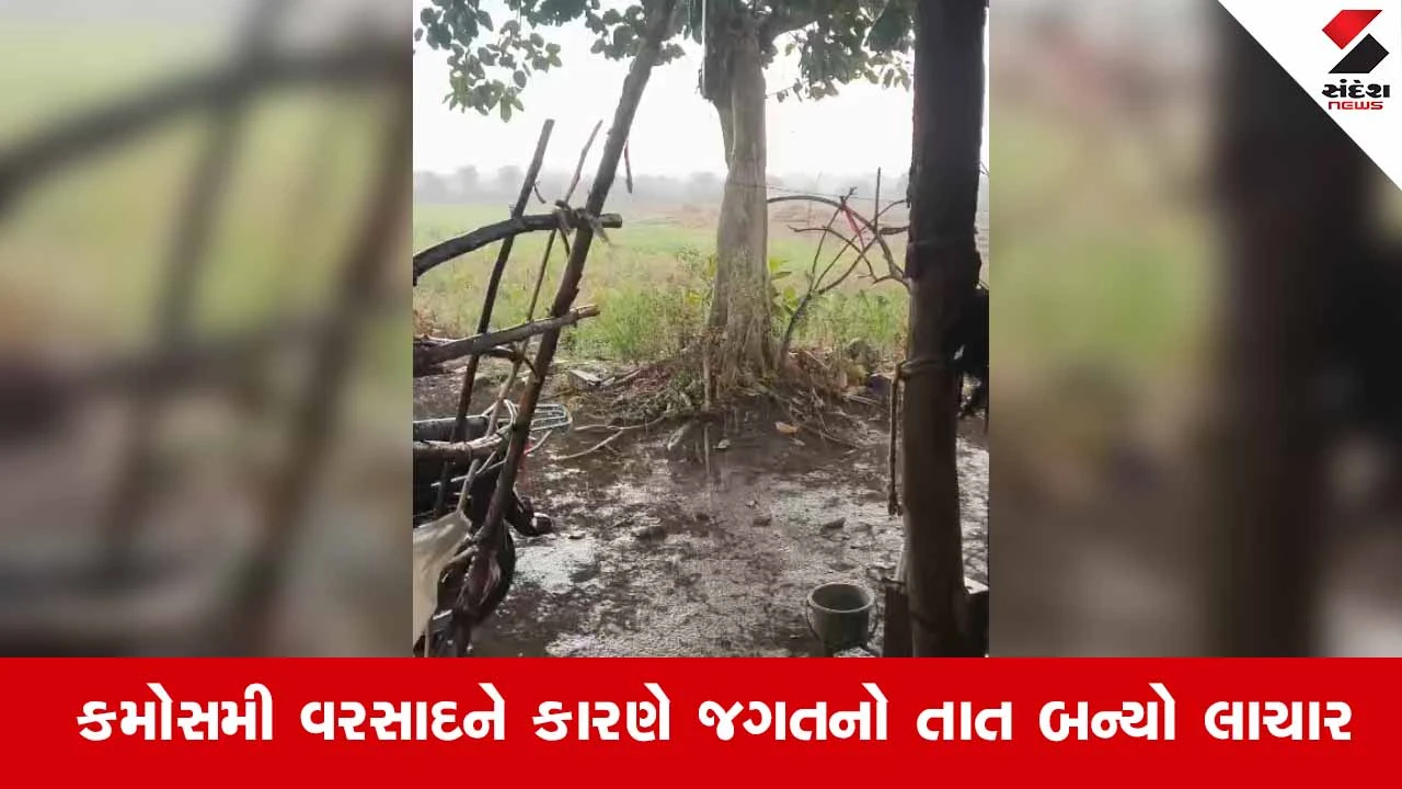 Amreliના ખાંભા ગીરના ગ્રામ્ય વિસ્તારોમાં માવઠું, ખેતરોમાં તૈયાર પાક પર 'આફત'ના ઝાપટાં 