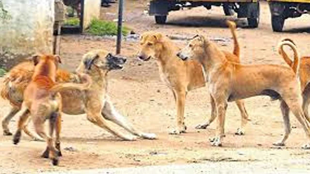 Khambhaliya: રખડતા કૂતરાઓનો કહેર : માત્ર 50 દિવસમાં 400થી વધુને બચકા ભર્યા 