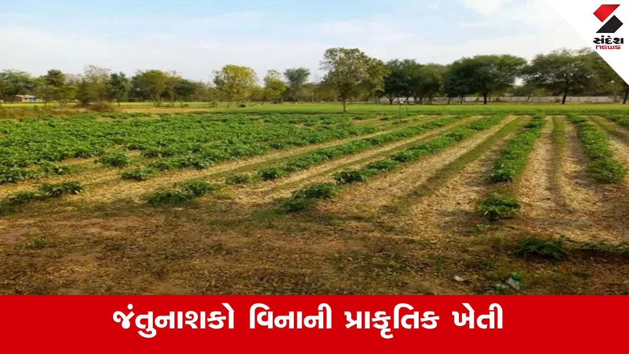 રાસાયણિક ખાતર અને જંતુનાશકો વિનાની 'પ્રાકૃતિક ખેતી', પ્રકૃતિના જતનનો સાચો માર્ગ.
