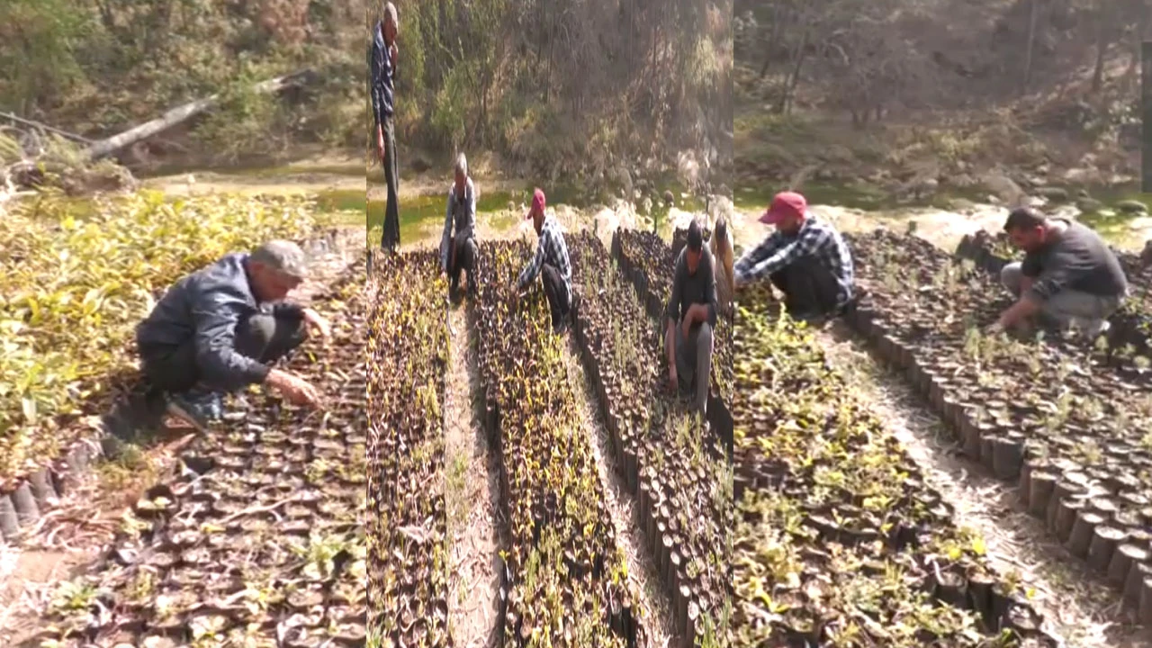 જમ્મુ-કાશ્મીર વન વિભાગનું Green Udhampur Mission