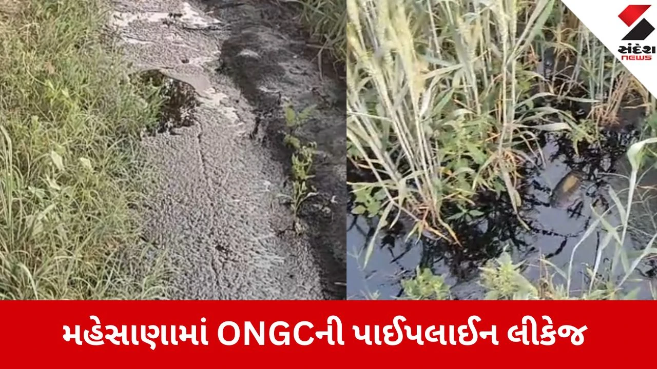 મહેસાણામાં ONGC પાઈપલાઈન લીકેજથી ખેતરમાં ઓઈલ ભરાયું, ઘઉંનો પાક નાશ પામ્યો.