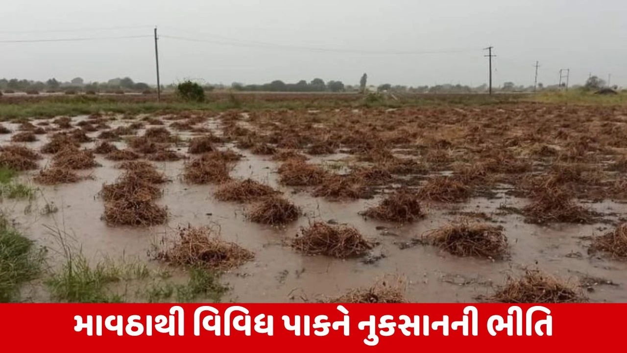 ગુજરાતમાં કમોસમી વરસાદથી પાકને નુકસાનની આશંકા, ખેડૂતો મુશ્કેલીમાં
