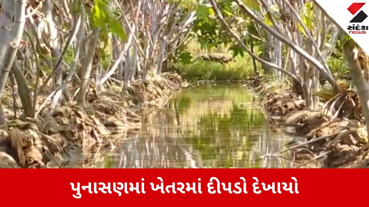 Mehsana: પુનાસણમાં દીપડાની દહેશત, ખેતરમાં કામ કરતા ખેડૂતે મોબાઈલમાં વીડિયો કેદ કર્યો 