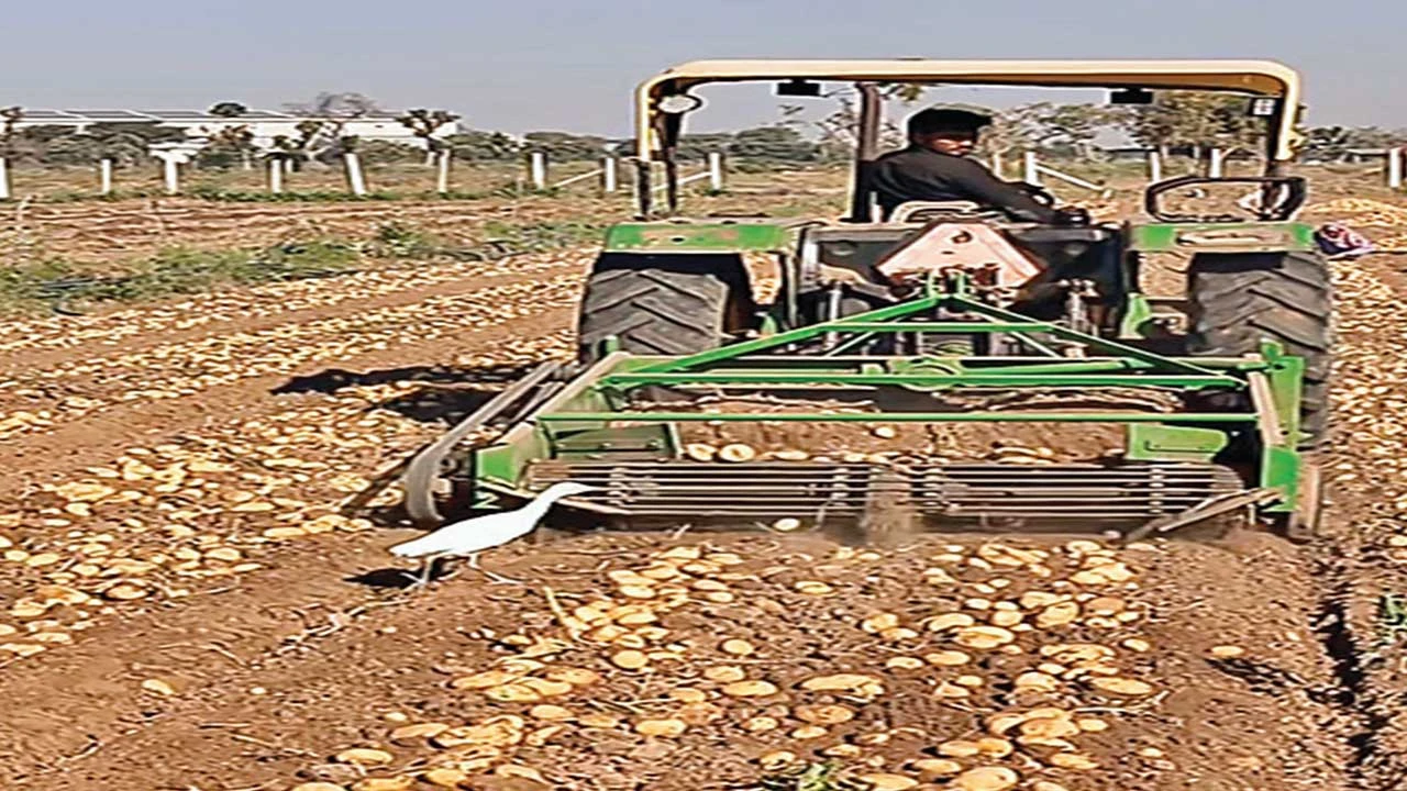 Deesa: બજારમાં બટાકાના ભાવ ન મળતા ખેડૂતોને લાખોનું નુકસાન 