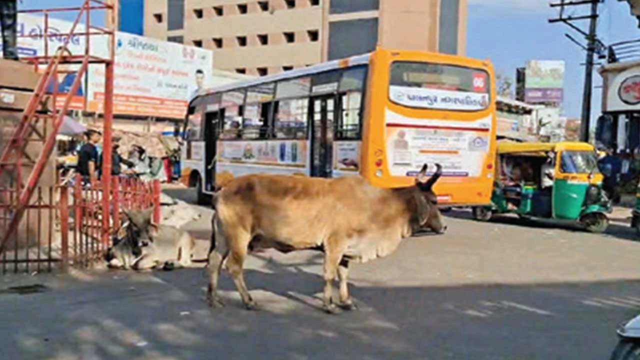 Palanpur: સીમલાગેટ આગળ બસે સર્કલ ફેરવવાને બદલે ડાયરેક્ટ ટર્ન લેતા સામેથી આવતા વાહનોના જીવ તાળવે ચોંટયા 