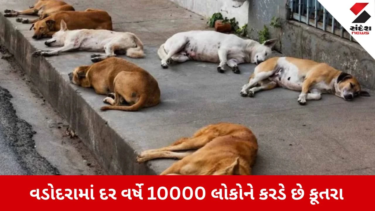 Vadodara News: ખસીકરણ પાછળ લાખોનો ધુમાડો છતાં રખડતા કૂતરાનો આતંક યથાવત! દર વર્ષે નોંધાય છે 10 હજાર 'ડોગ બાઈટ'ના કેસ 