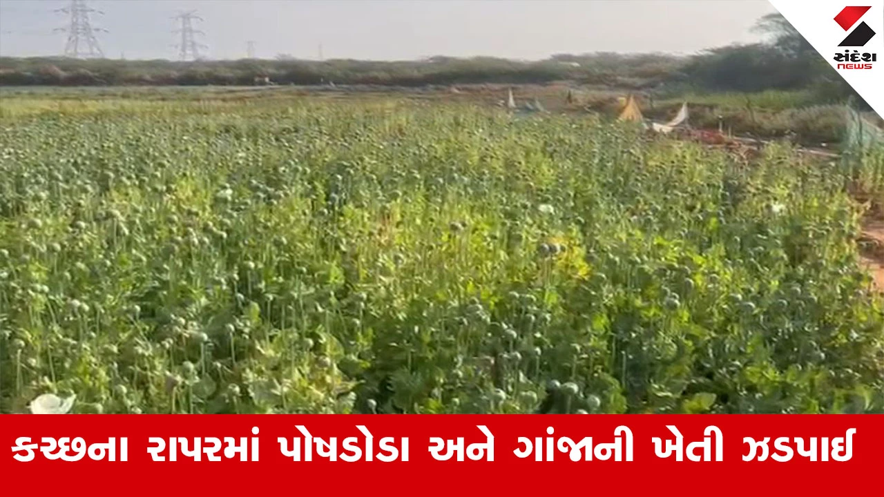 Kutch News : કચ્છના રાપરમાં પોષડોડા અને ગાંજાની ખેતી ઝડપાઈ, 3 આરોપીની કરાઈ ધરપકડ