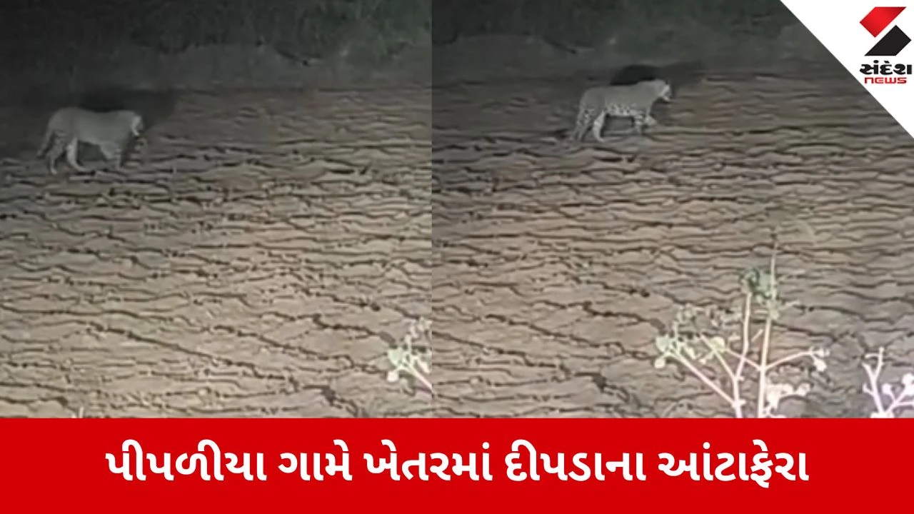 Sabarkantha: પીપળીયા ગામે ખેતરમાં દીપડાના આંટાફેરા,વન વિભાગ પાસે પાંજરું મૂકવા ઉગ્ર માગ